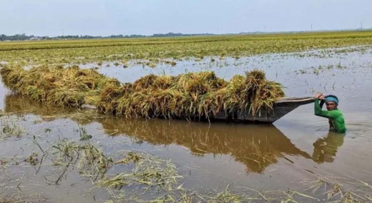 কিশোরগঞ্জে টানা বৃষ্টিতে সাড়ে ৬ হাজার হেক্টর বোরো জমি পানির নিচে